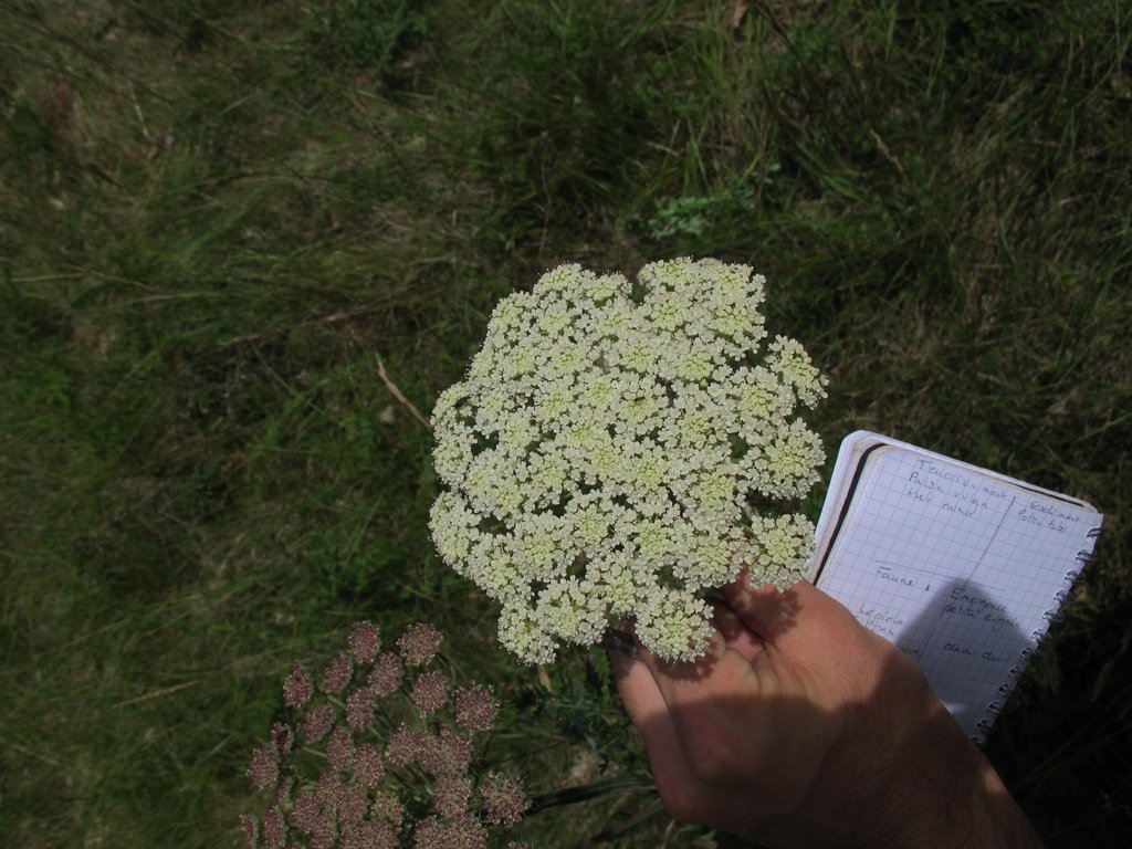 Libanotis pyrenaica